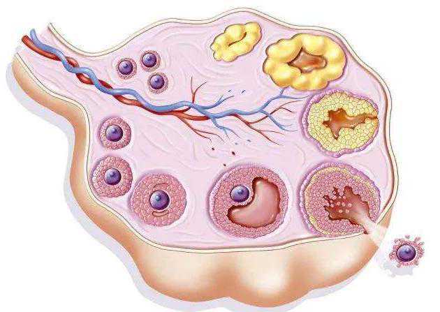 试管促排，会加速卵巢衰老吗？