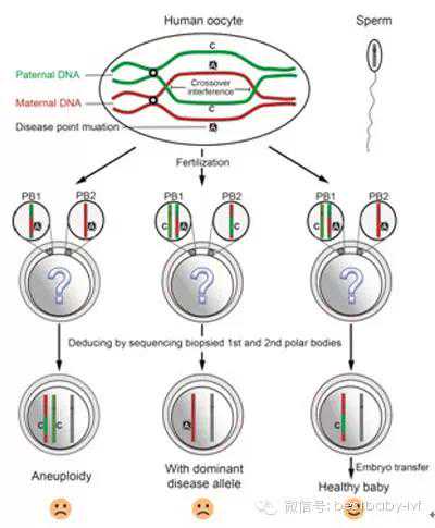 囊胚全基因筛查保障试管婴儿活产率! 囊胚全基因筛查保障试管婴儿活产率!