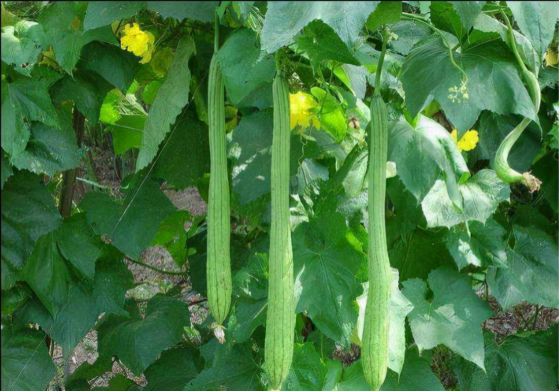 植物海蜇的 美容佳品 一体的植物—植物非试管高效快繁丝瓜，