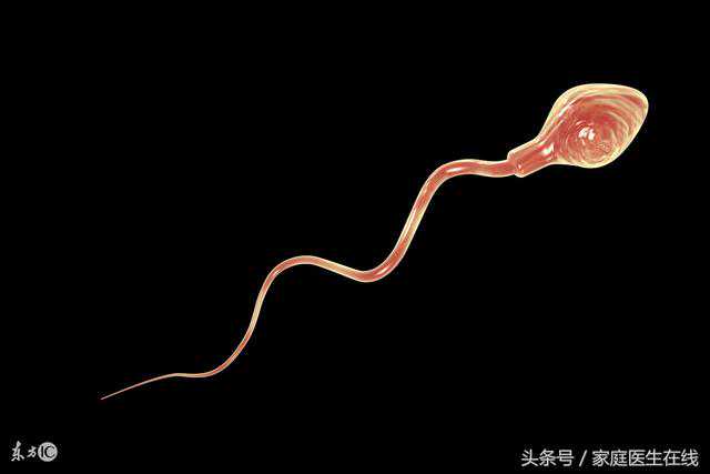 备孕期间，男人吃什么有效养精？看看专家是怎么说的